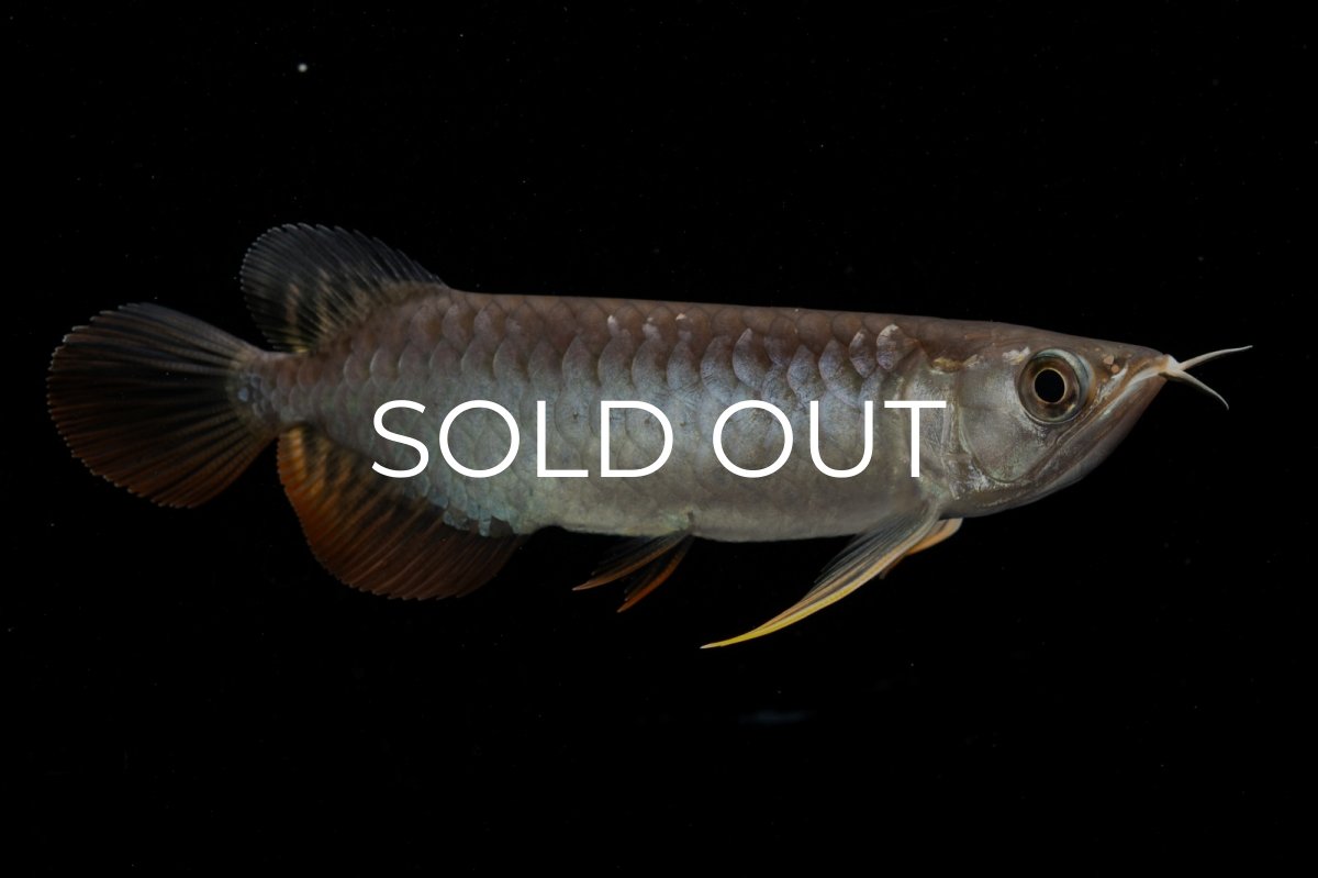 画像5: 紅尾金龍　NO.32（アクアリーダー産） (5)