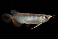 画像5: 紅尾金龍　NO.32（アクアリーダー産） (5)