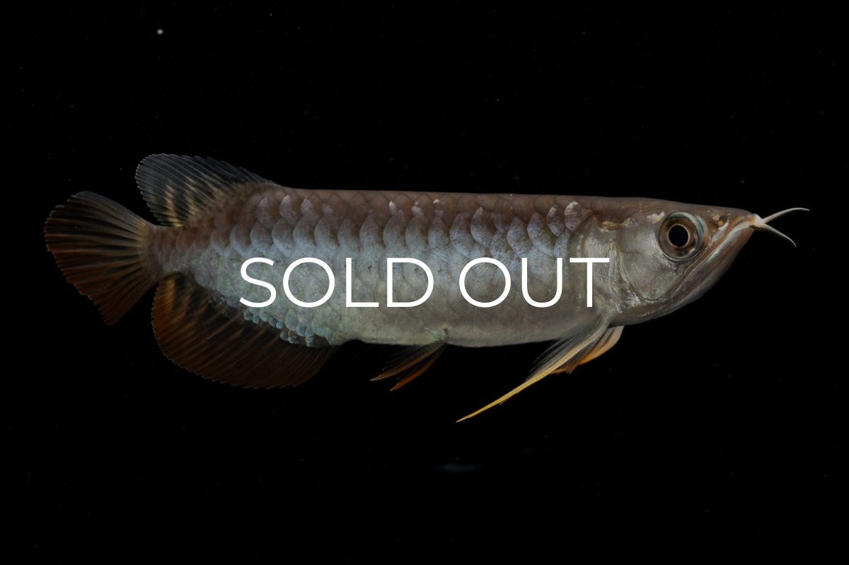 画像3: 紅尾金龍　NO.32（アクアリーダー産） (3)