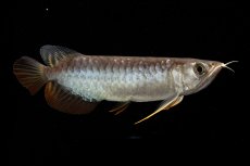 画像3: 紅尾金龍　NO.32（アクアリーダー産） (3)