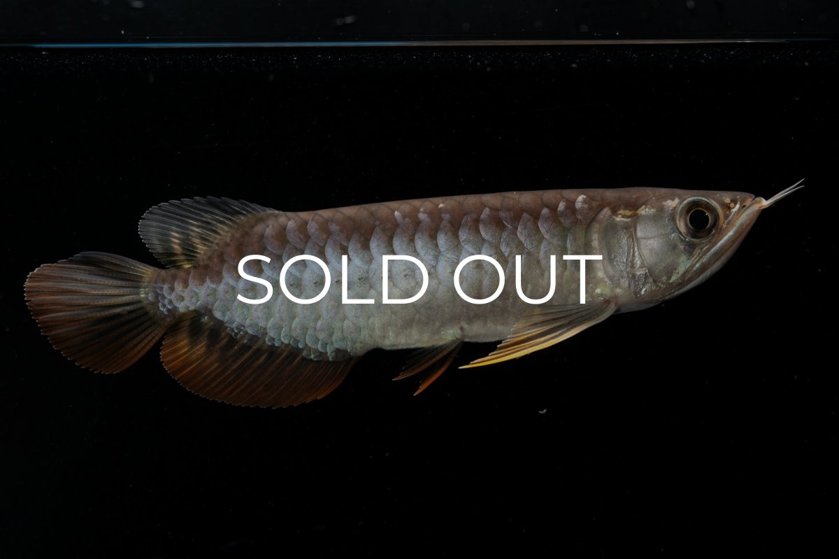 画像1: 紅尾金龍　NO.32（アクアリーダー産） (1)