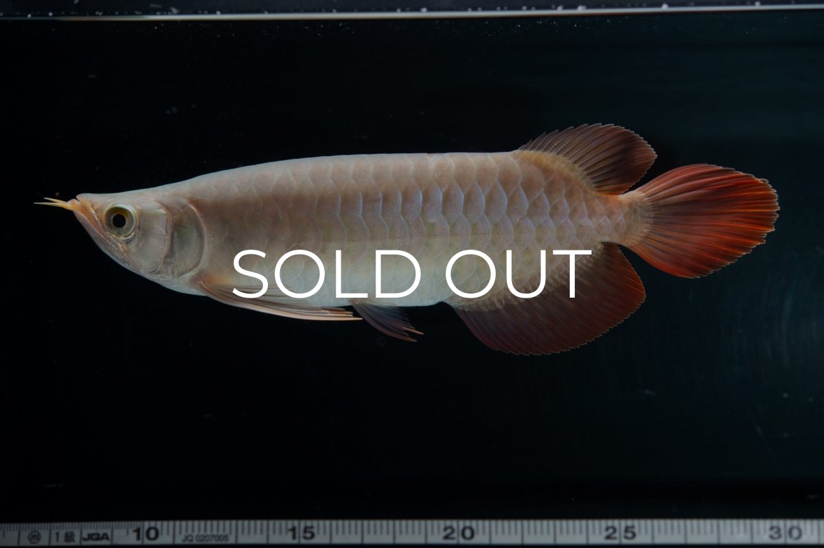 画像13: SUMO No.13（小結） (13)