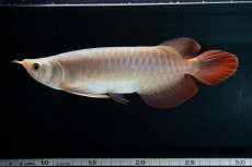 画像13: SUMO No.13（小結） (13)