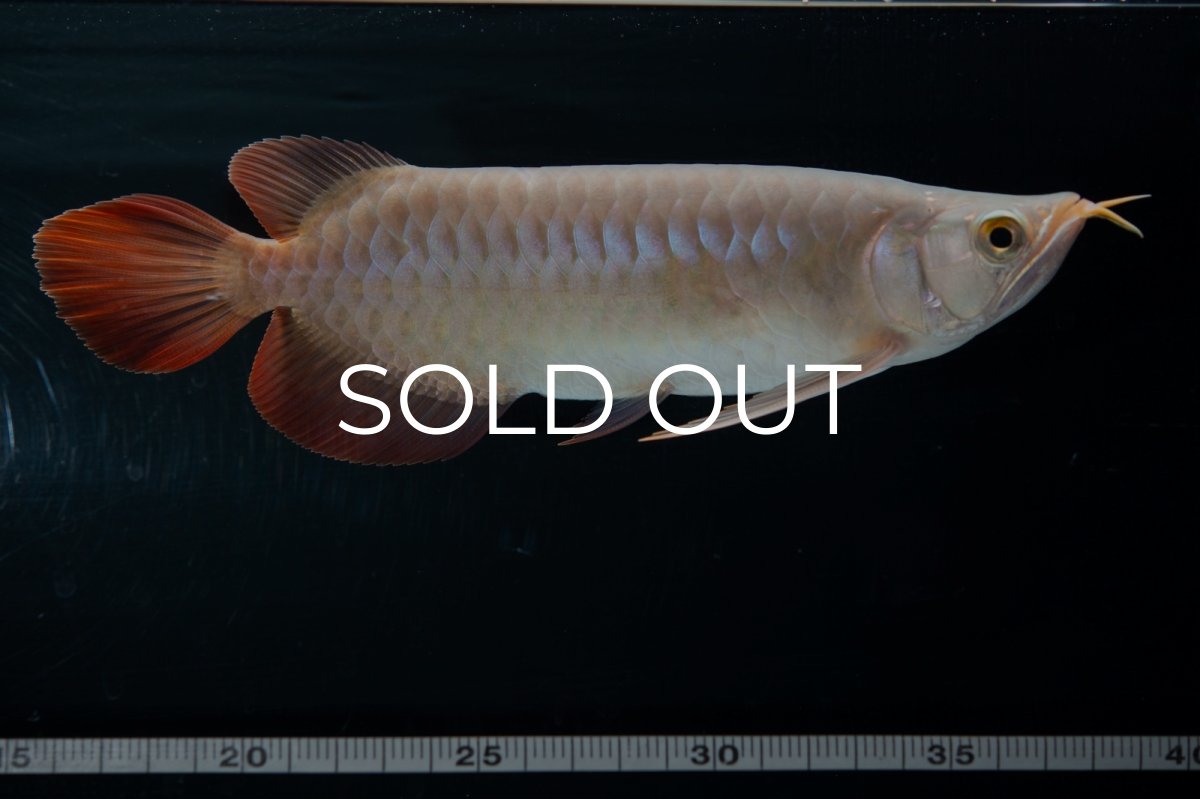 画像12: SUMO No.13（小結） (12)