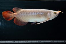 画像12: SUMO No.13（小結） (12)