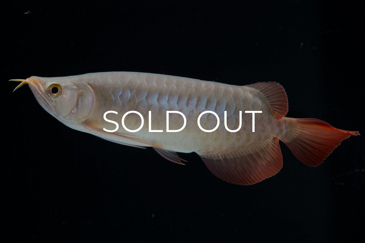 画像4: SUMO No.13（小結） (4)