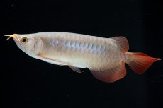 画像4: SUMO No.13（小結） (4)