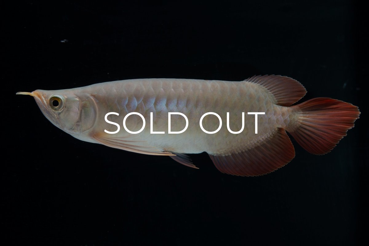 画像2: SUMO No.13（小結） (2)