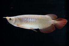 画像2: SUMO No.13（小結） (2)