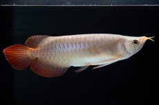 画像1: SUMO No.13（小結） (1)