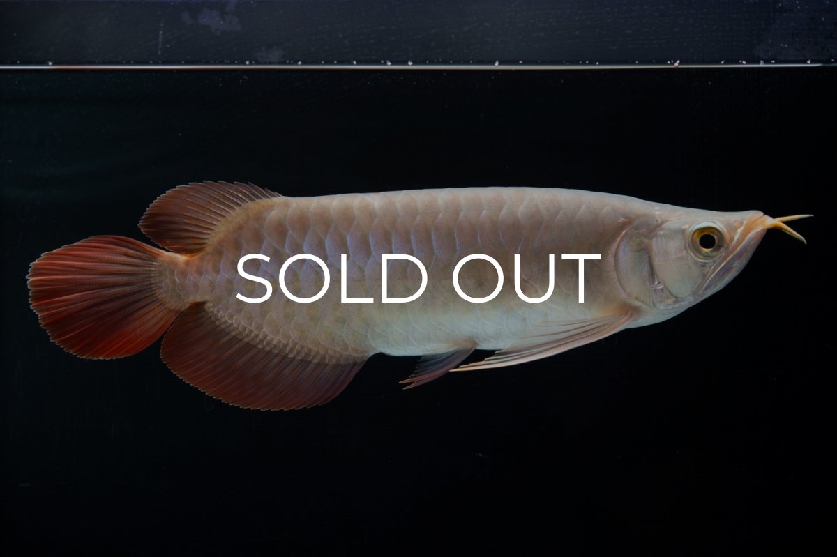 画像3: SUMO No.13（小結） (3)