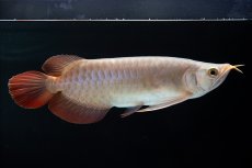 画像3: SUMO No.13（小結） (3)