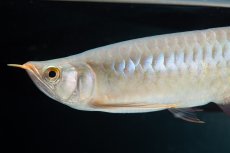 画像11: SUMO No.13（小結） (11)