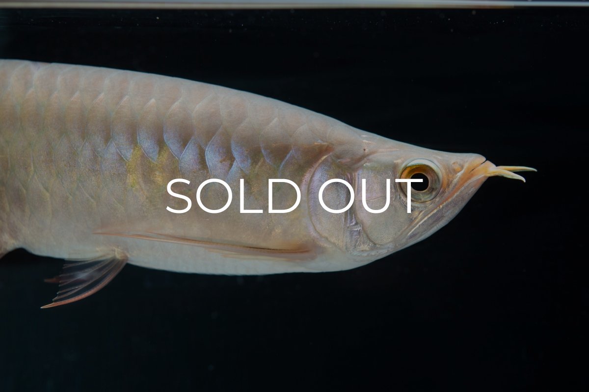 画像10: SUMO No.13（小結） (10)