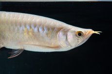 画像10: SUMO No.13（小結） (10)