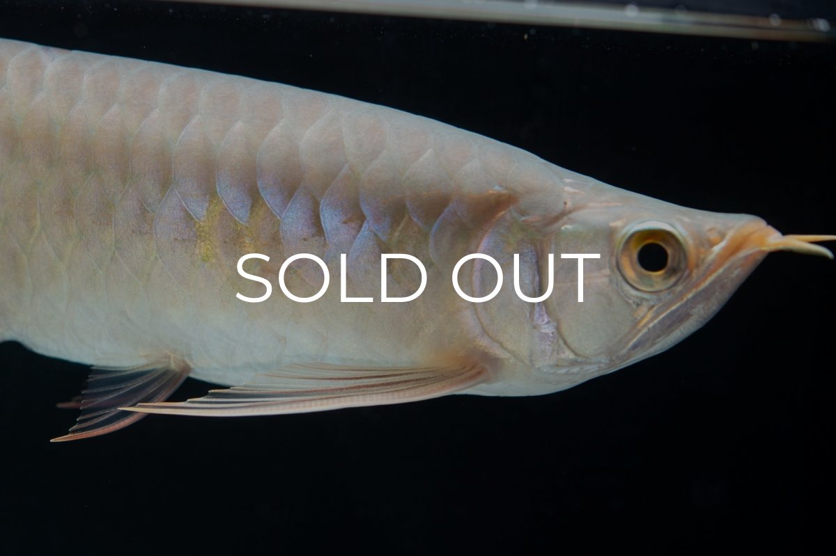 画像9: SUMO No.13（小結） (9)