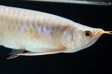 画像9: SUMO No.13（小結） (9)