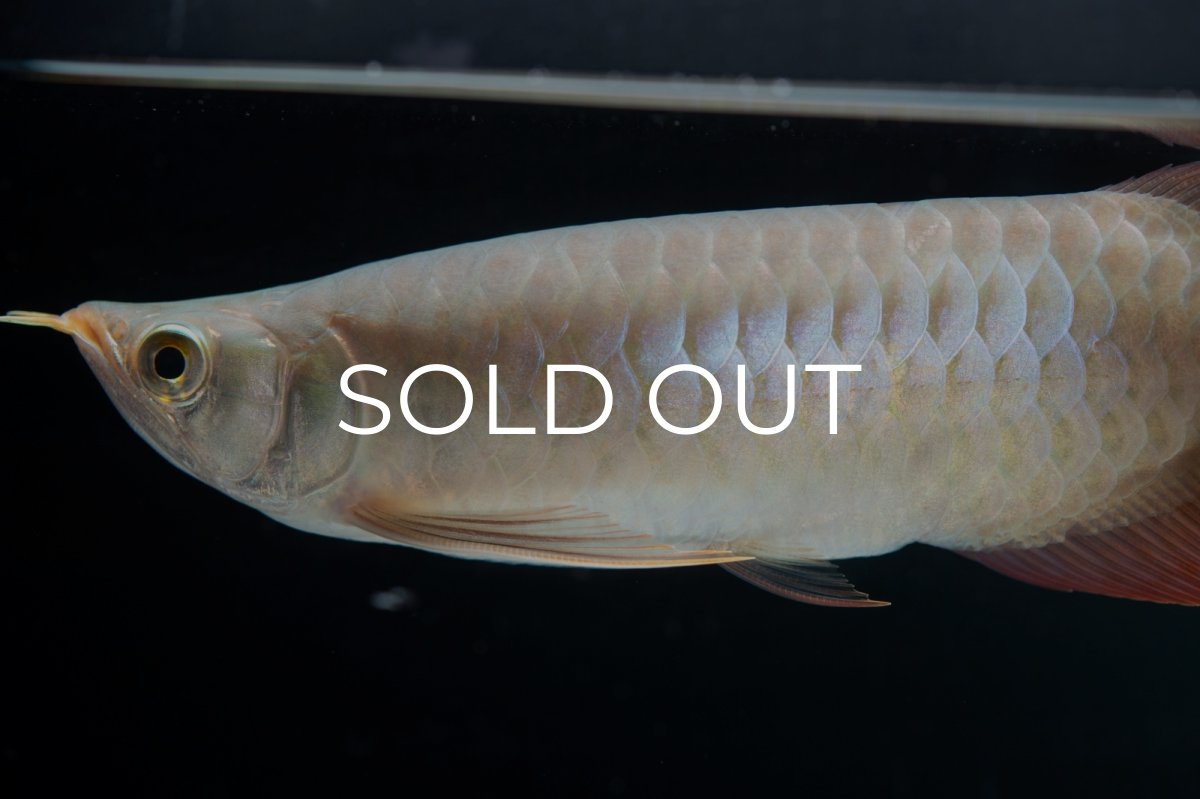 画像8: SUMO No.13（小結） (8)