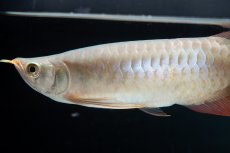 画像8: SUMO No.13（小結） (8)