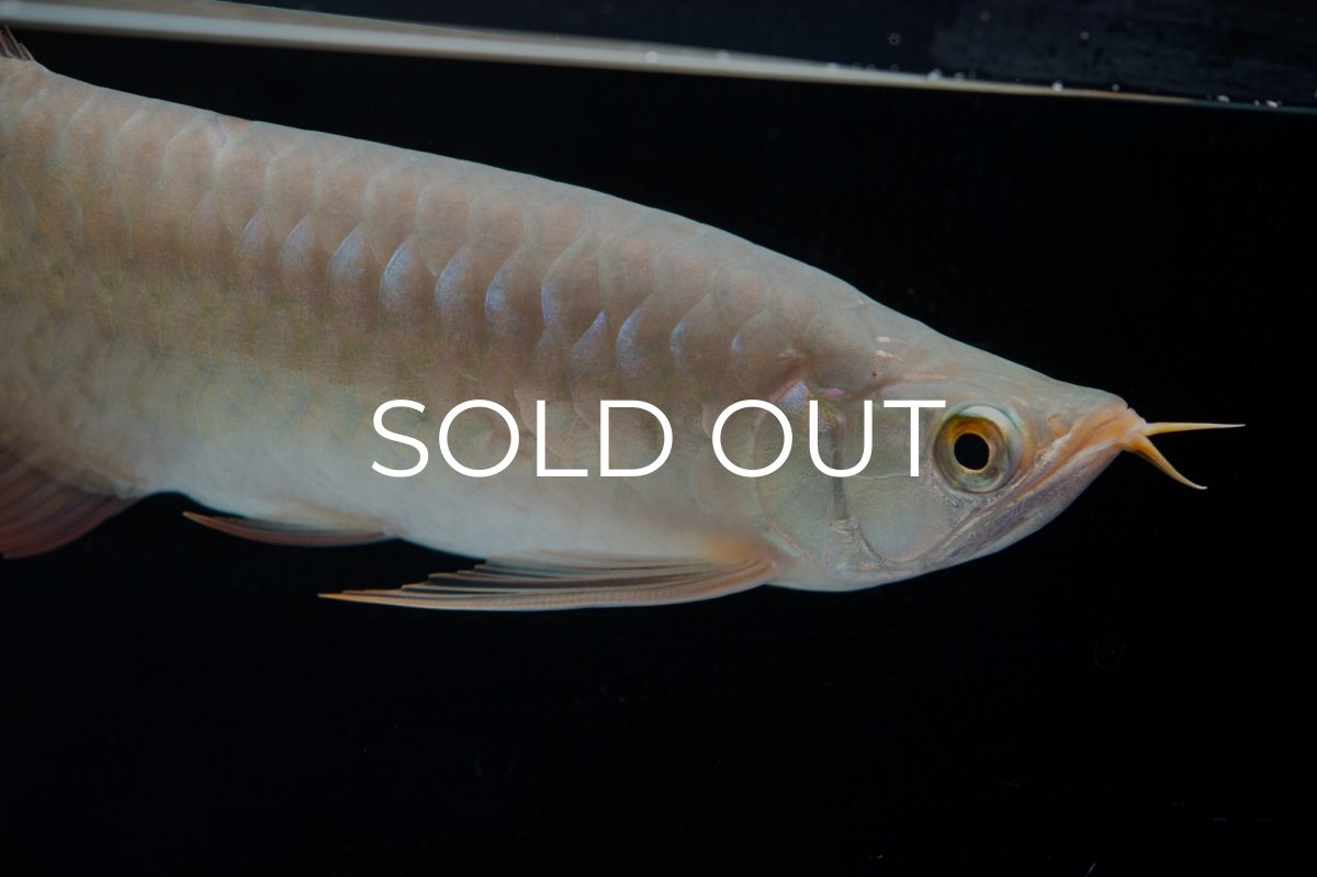 画像7: SUMO No.13（小結） (7)