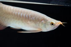 画像7: SUMO No.13（小結） (7)