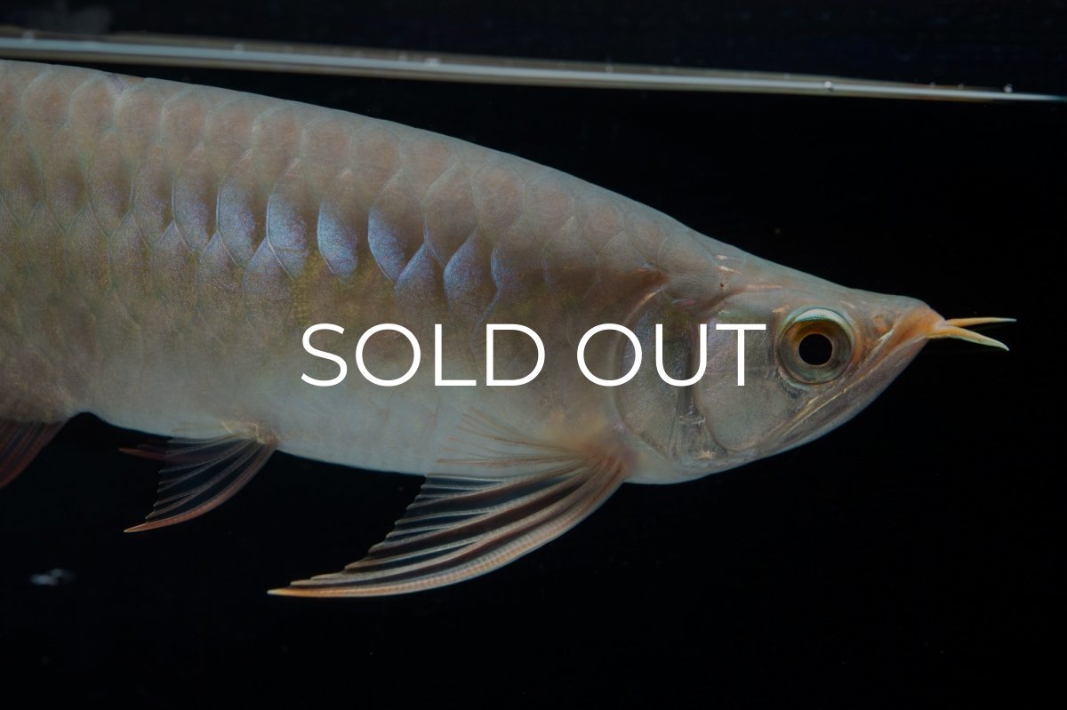 画像6: SUMO No.13（小結） (6)