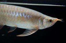 画像6: SUMO No.13（小結） (6)