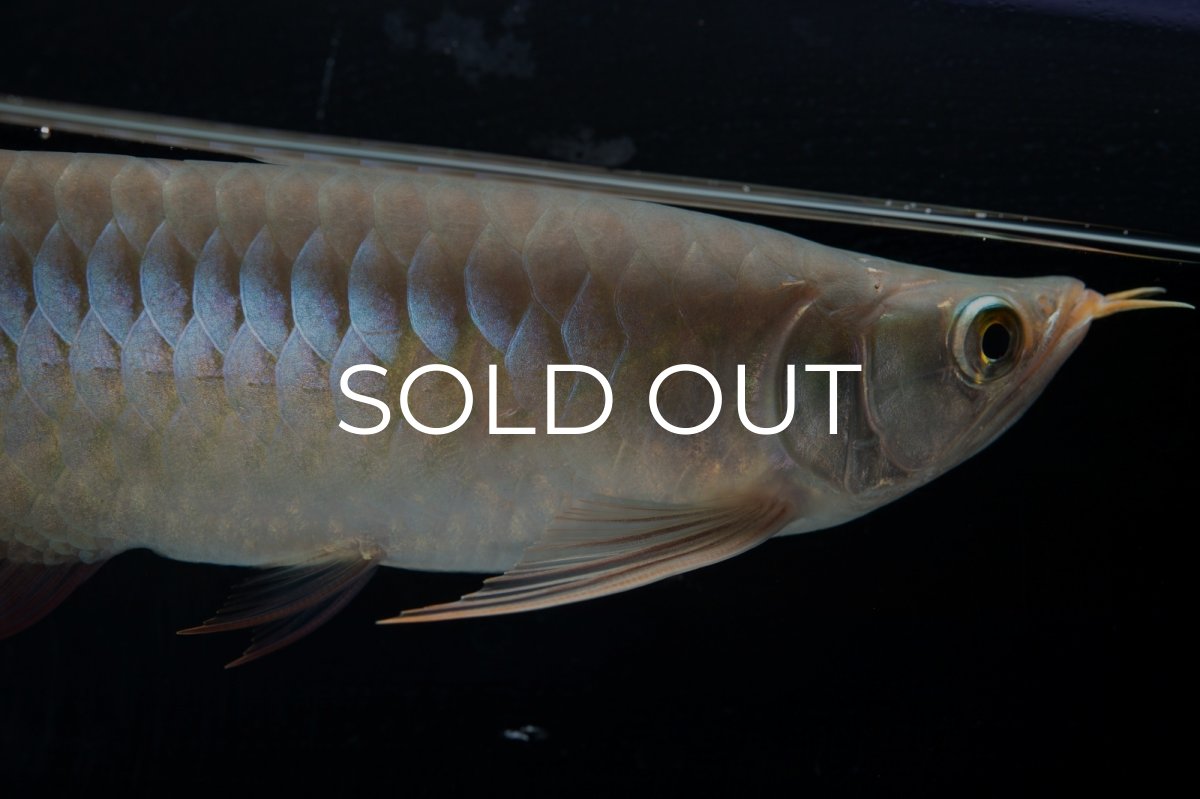 画像5: SUMO No.13（小結） (5)