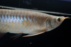 画像5: SUMO No.13（小結） (5)