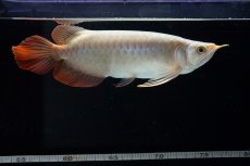 画像10: SUMO No.14（関脇） (10)