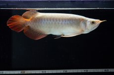 画像9: SUMO No.14（関脇） (9)