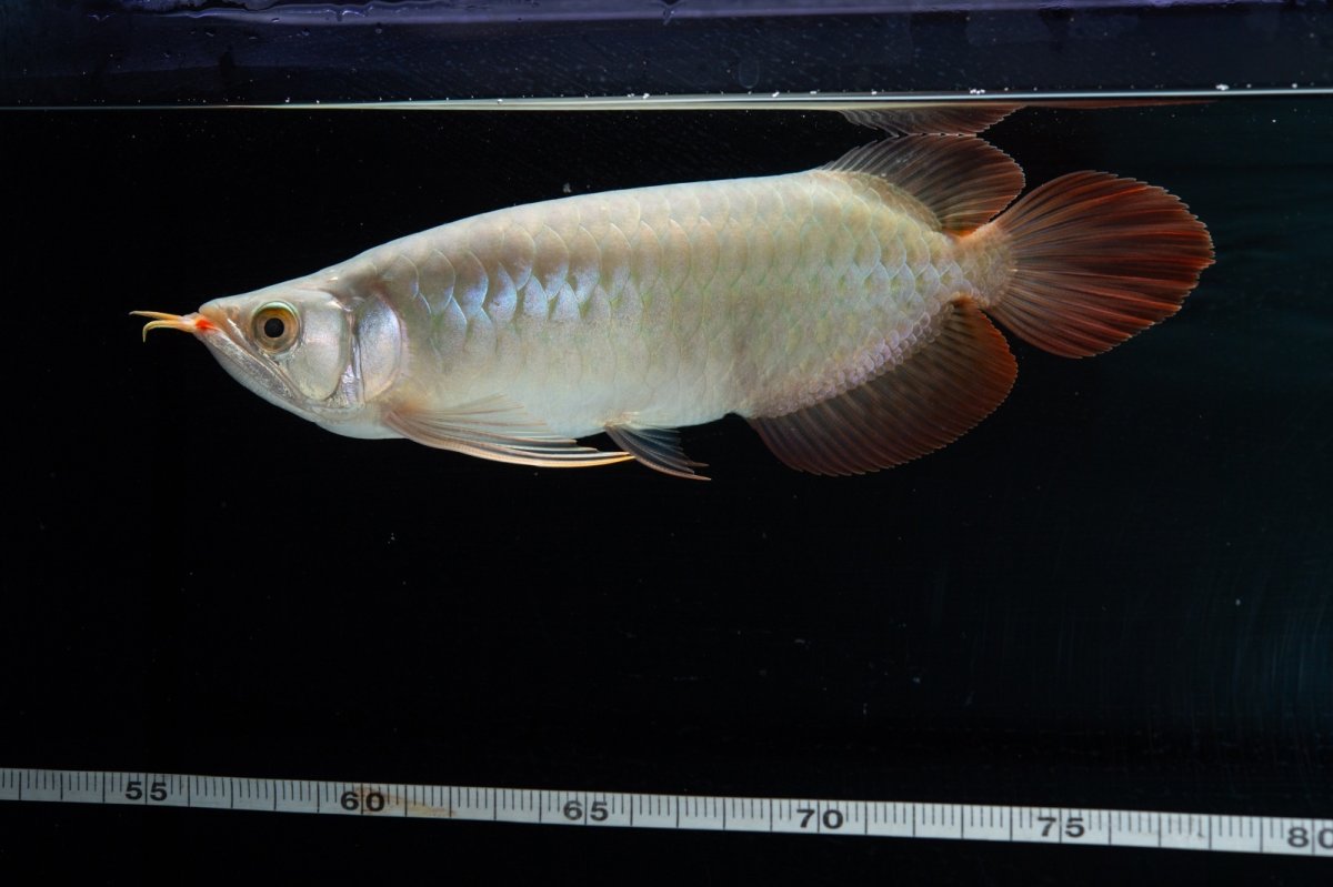 画像8: SUMO No.14（関脇） (8)