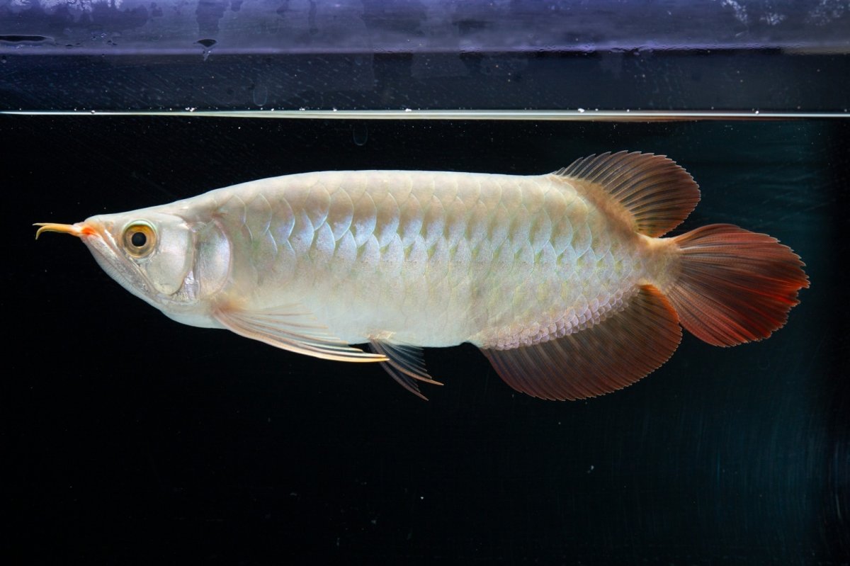 画像7: SUMO No.14（関脇） (7)