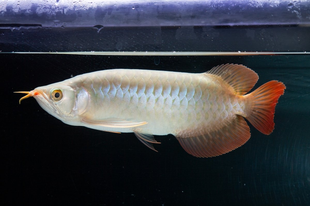 画像6: SUMO No.14（関脇） (6)