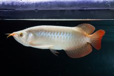 画像6: SUMO No.14（関脇） (6)