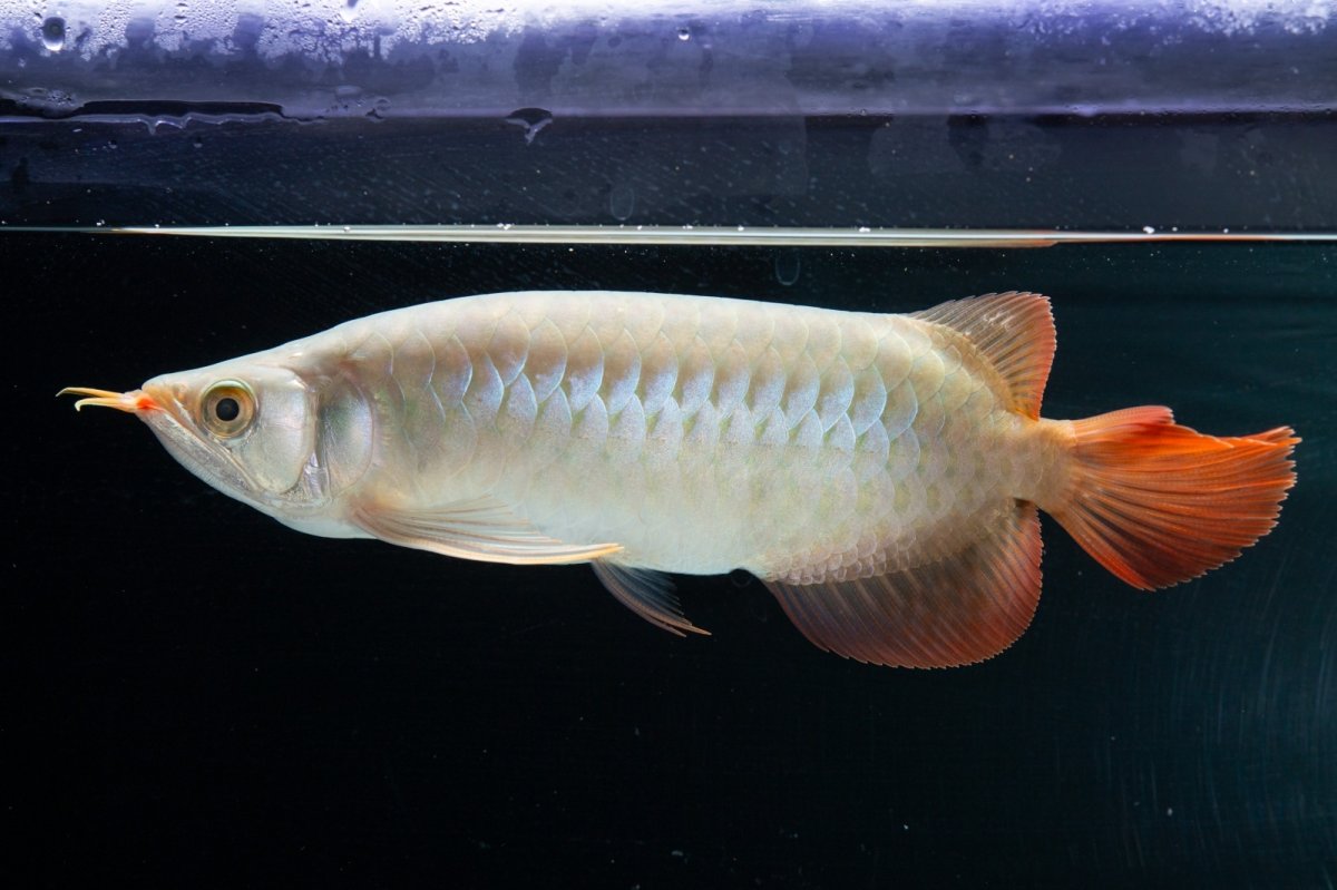 画像5: SUMO No.14（関脇） (5)