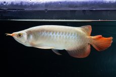 画像5: SUMO No.14（関脇） (5)