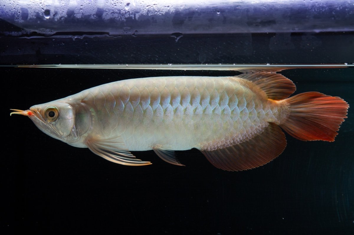 画像4: SUMO No.14（関脇） (4)