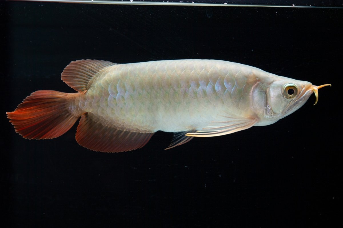 画像2: SUMO No.14（関脇） (2)