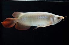 画像2: SUMO No.14（関脇） (2)