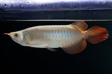 画像3: SUMO No.14（関脇） (3)