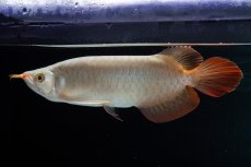 画像1: SUMO No.14（関脇） (1)