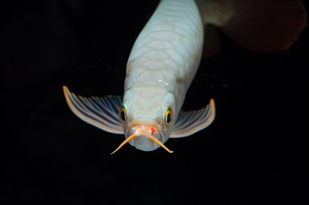 画像17: SUMO No.14（関脇） (17)