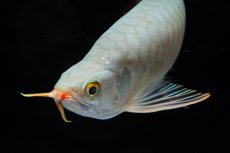 画像15: SUMO No.14（関脇） (15)