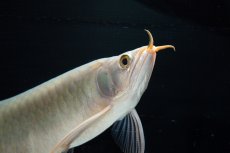 画像18: SUMO No.14（関脇） (18)