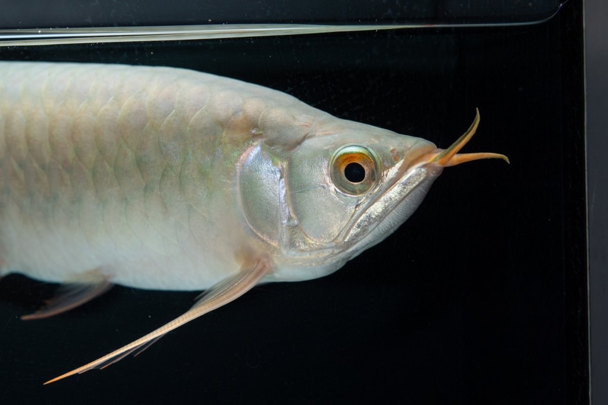 画像16: SUMO No.14（関脇） (16)