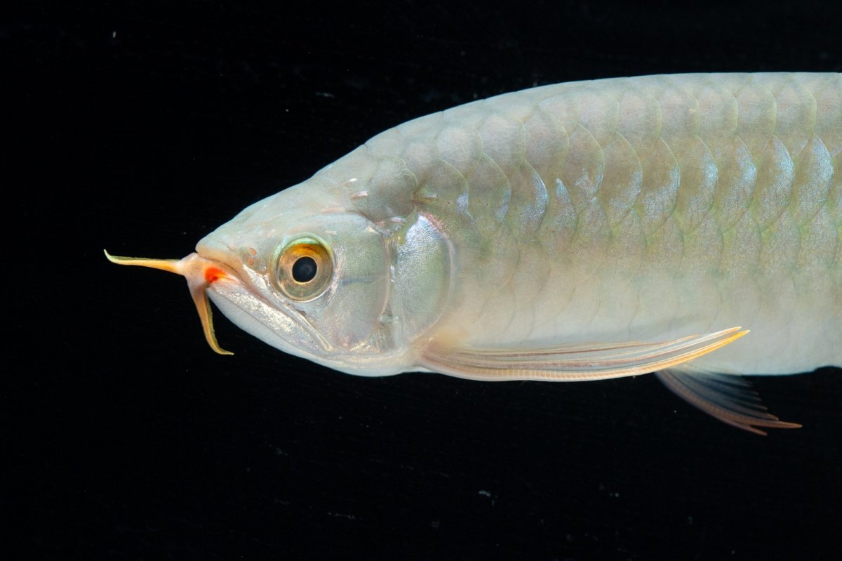 画像11: SUMO No.14（関脇） (11)