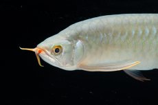 画像11: SUMO No.14（関脇） (11)