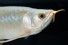 画像12: SUMO No.14（関脇） (12)