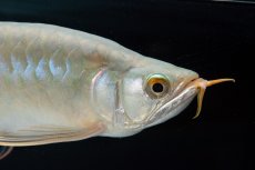 画像14: SUMO No.14（関脇） (14)